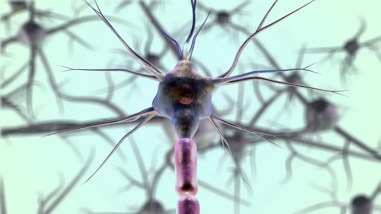 How brains prevent ‘catastrophic forgetting’