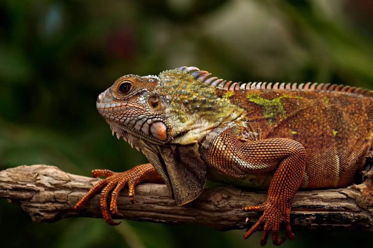 EEG-Based ADHD Diagnosis Using Autoencoder and Reptile Search Algorithm Integrated with Machine Learning