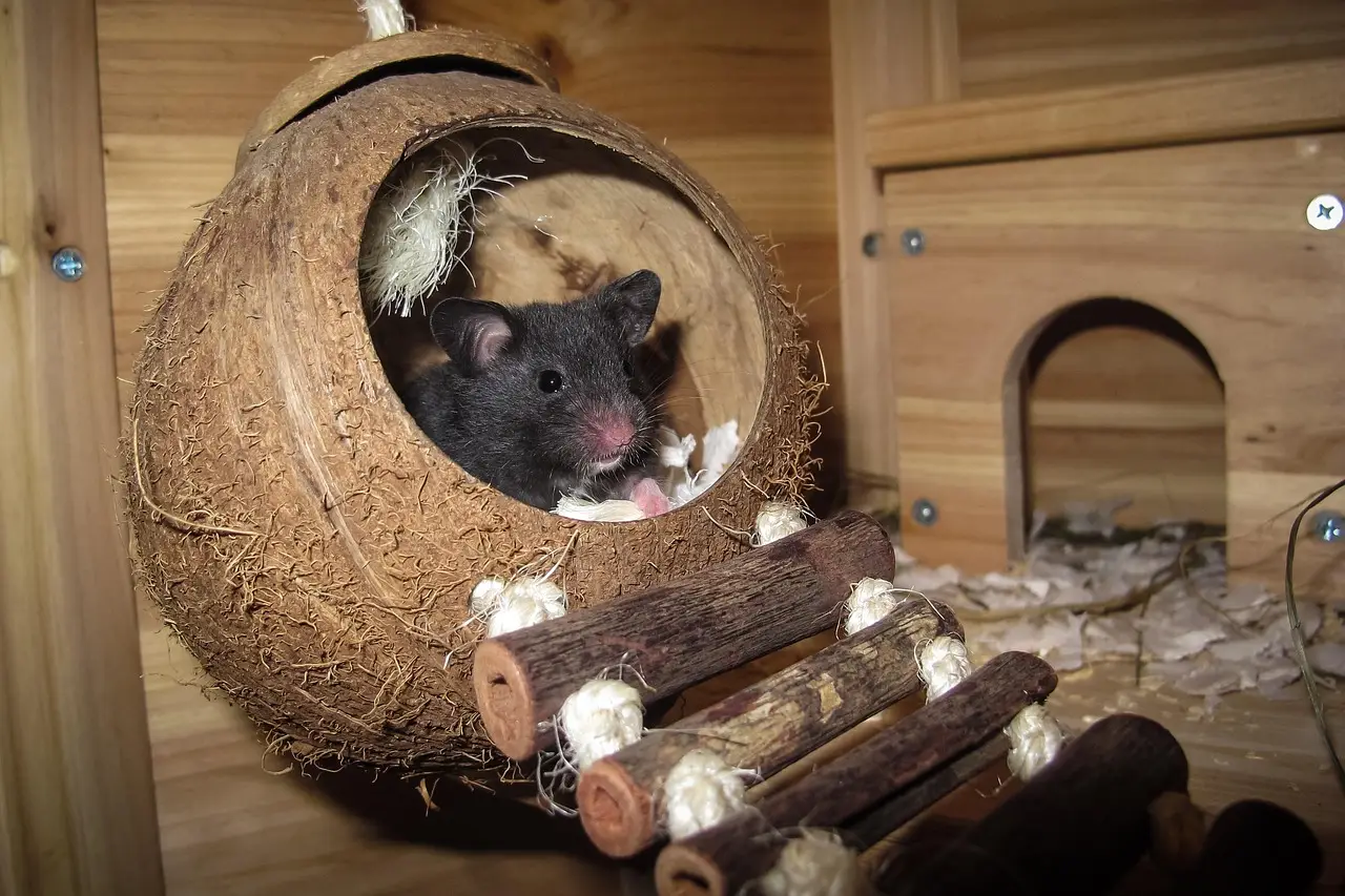 Global context model sustains rodent sleep staging under drug shifts - Bioengineer.org